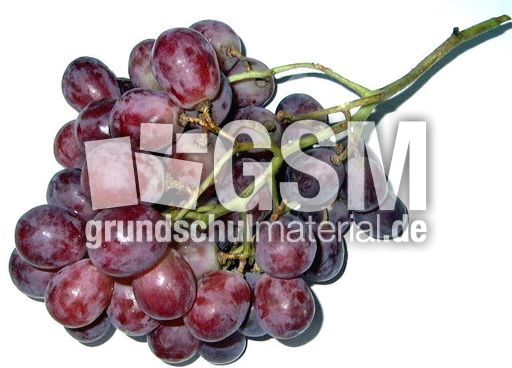 Weintrauben-1.jpg
